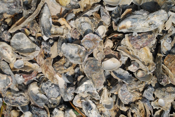 Ostriche sgusciate... forse!